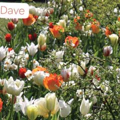 Javado Folklore Dave - 60 Mixed Bulbs