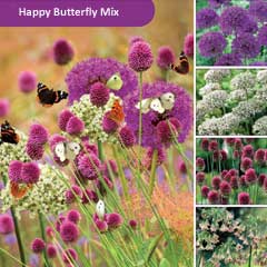 Javado Help Nature Happy Butterfly Mix - 40 Bulbs