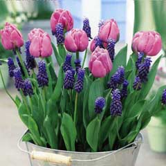Taylors Blueberry Muffin Collection - 25 Bulbs