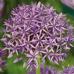 Taylors Allium Violet Beauty 7 Bulbs