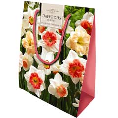 Taylors Colourful Daffodil Mix - Gift Bag of 15 Bulbs