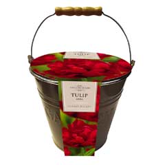 Taylors Outdoor Metal Bucket Planter -Tulip Abba Bulbs x 7