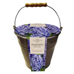 Taylors Outdoor Metal Bucket Planter - Hyacinth Delft Blue Bulbs x 4