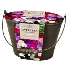 Taylors Metal Bucket Planter - Sweet Pea Miniature Sweetheart Mix Seeds