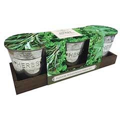 Taylors Indoor Windowsill Herb Kit