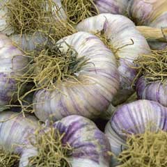 Taylors Garlic Early Purple Wight - 1 Bulb