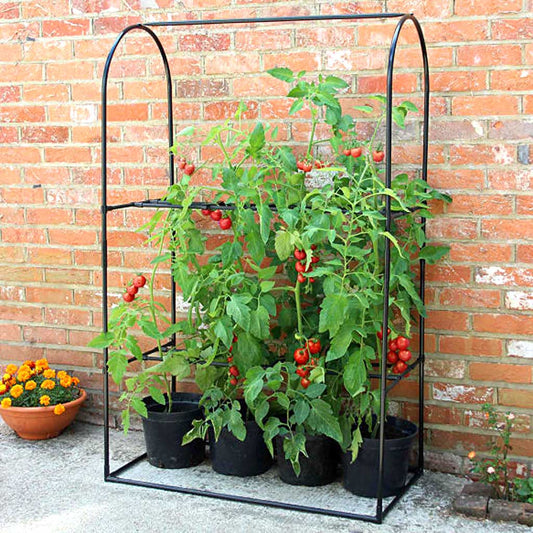 Haxnicks Tomato Frame & Support